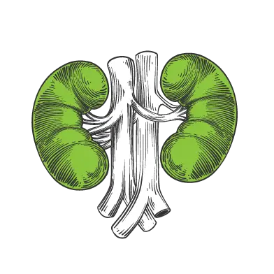santé métabolique et fonctionnelle